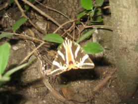 Údolí Petaloudes - motýl